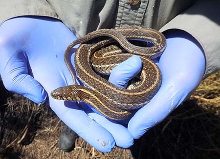 Adult female northern Mexican gartersnake. Adult female northern Mexican gartersnake.