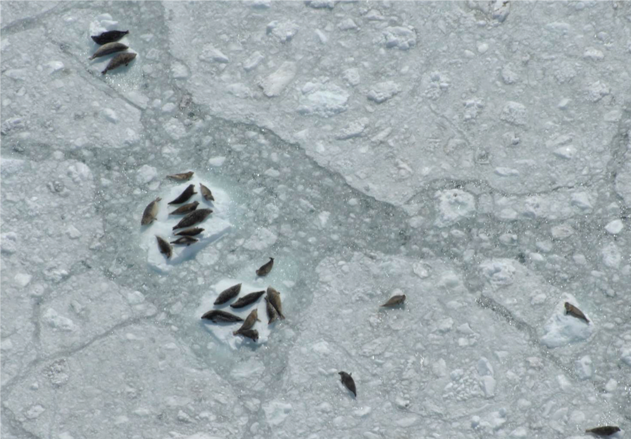Aerial Image of Harbor sealsAerial image of harbor seals resting on glacier ice in Johns Hopkins Inlet. NPS/Jamie Womble Aerial image of harbor seals resting on glacier ice in Johns Hopkins Inlet. NPS/Jamie Womble