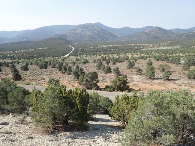 The after photo of the thinning that occurred to restore the landscape to its natural conditions