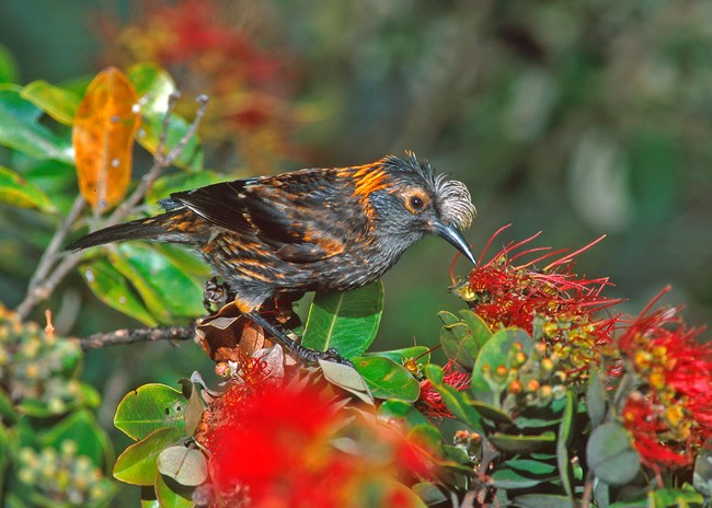 A gray bird with orange markings sits in a tree with red ohia flowers