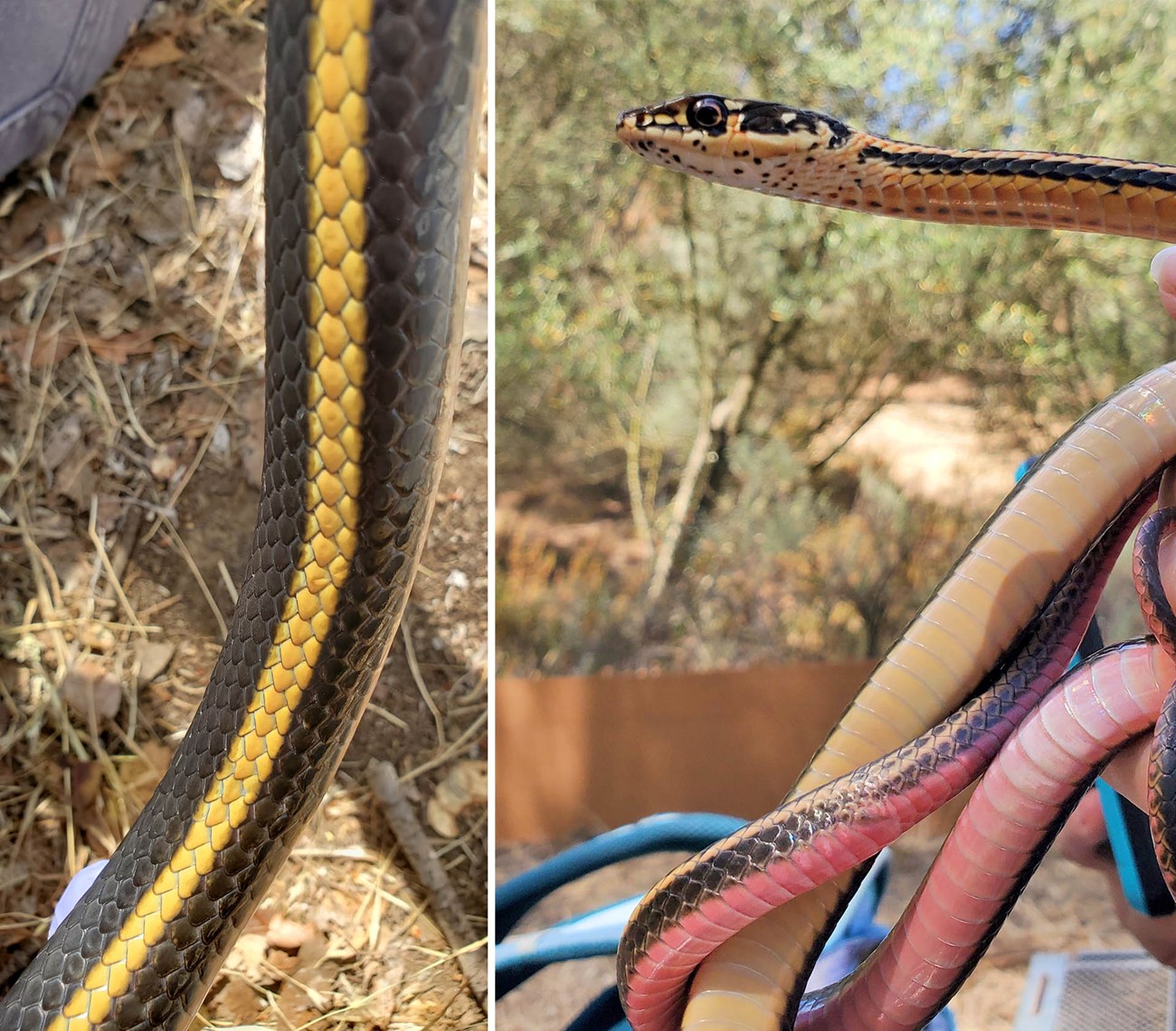 Alameda whipsnake ID characteristics Left: Close-up of a snake's yellow stripe; Right: Underside of the snake showing black spots on it's chin, and a creamy to pink color towards its tail.