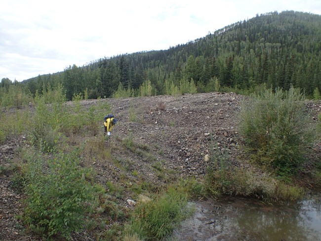 Collecting seed a person in a yellow jacket bends over to collect seeds from a rocky riverbank