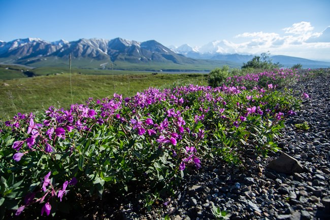 Dwarf fireweed low to the ground dwarf fireweed with pink flowers and mountains in the background