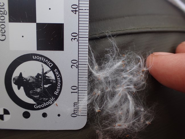 a small clump of white fluffy fireweed seeds with a ruler showing millimenters for scale