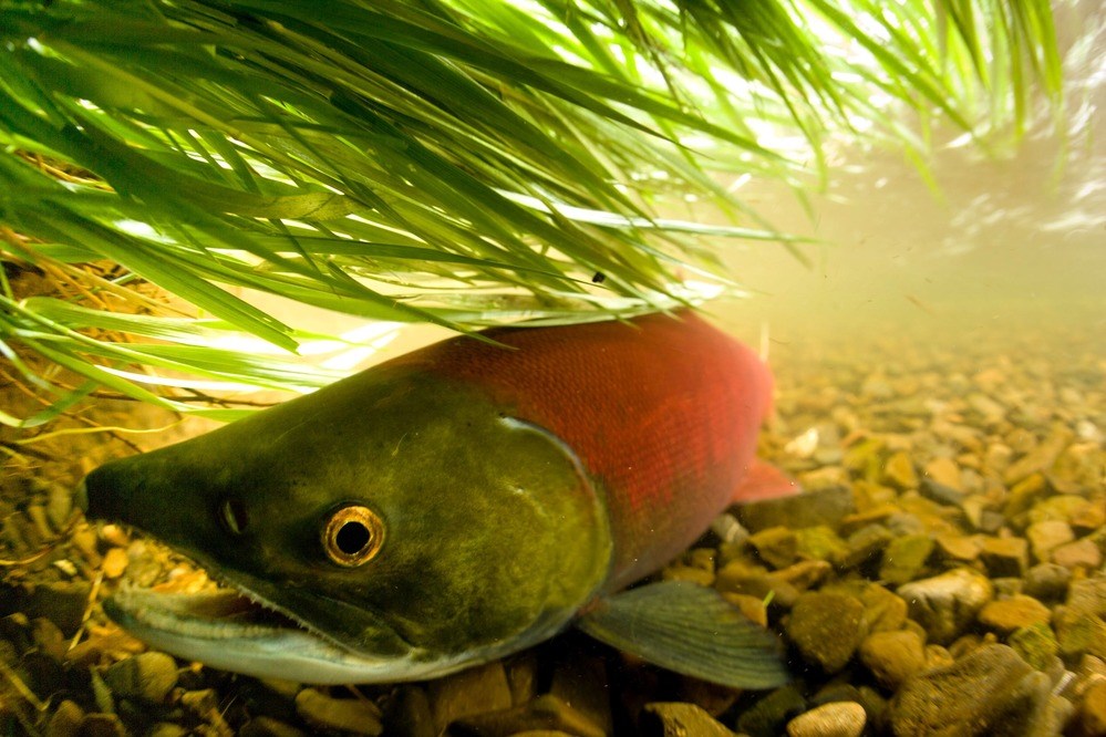 A grey and red salmon on the bottom of a rock covered river Large green and red salmon swimming along river weeds and the rocky river floor.
