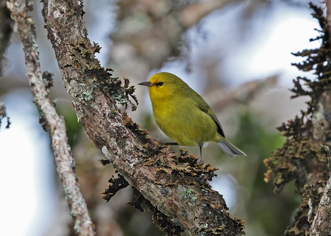 A yellow bird sits in green vegetation