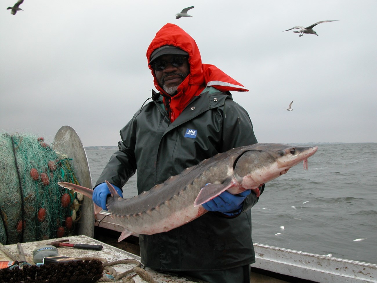 USFWS Biologist Albert Spells holds an Atlantic sturgeon caught in the Chesapeake Bay in 2005.