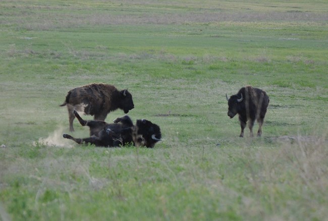 three bison in a green grassy field with one rolling around on its back, kicking up dust.