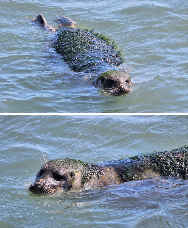 Algae-covered harbor seals Two images of harbor seals with thick mats of algae on their backs.