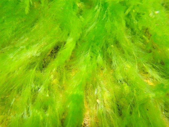 Algae and Nutrient Sourcing (U.S. National Park Service)