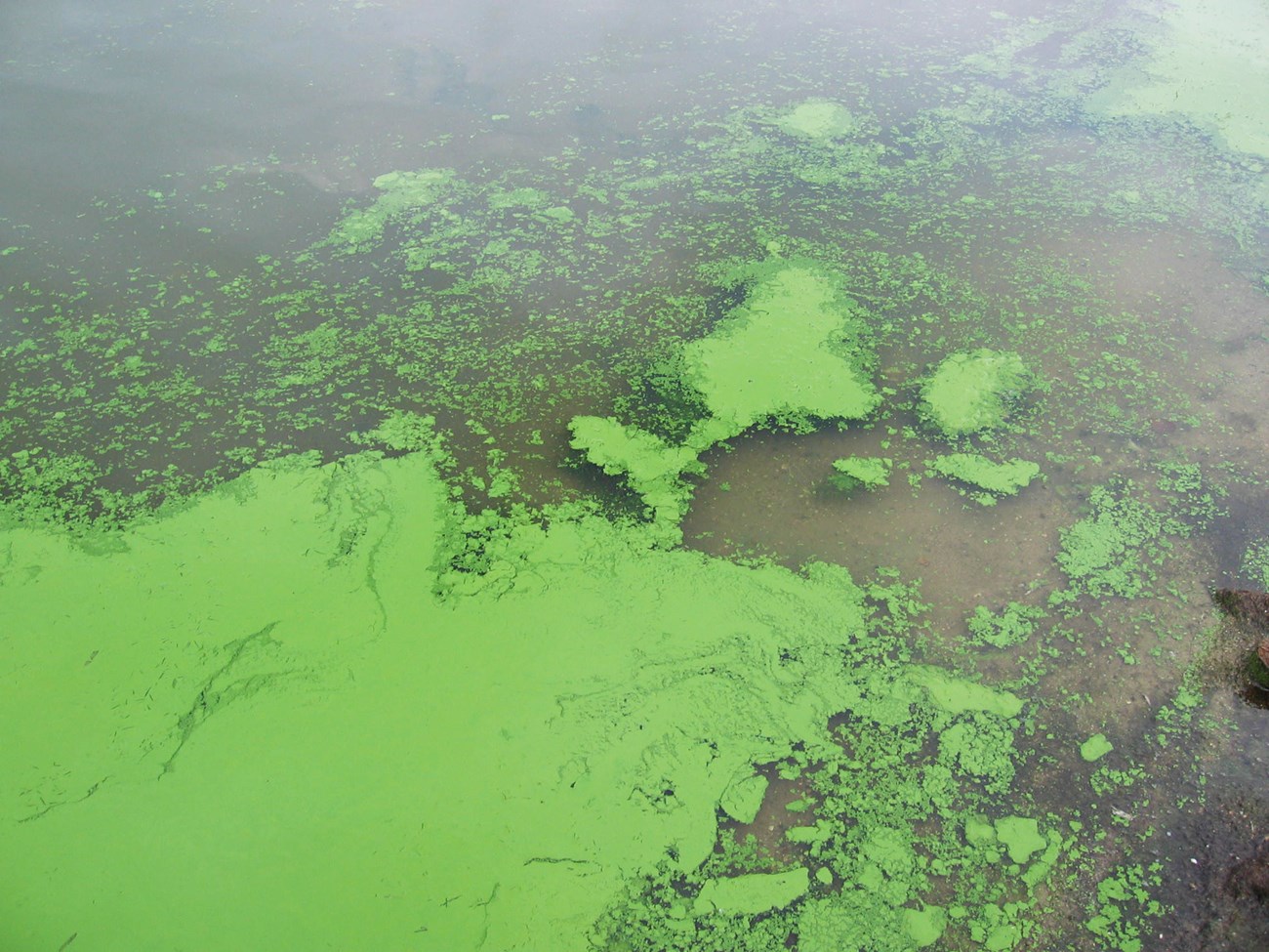 Looking down at shallow water, we see just a few patches of sand and gravel beneath a dense, alarmingly green mat of algae.