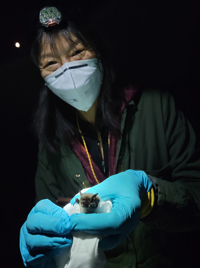 A masked researcher wearing plastic gloves holds a small brown bat.