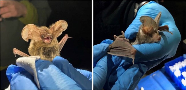Bat with large ears looks toward camera with mouth open and darker brown bat with a small triangular shape sticking up on its nose.