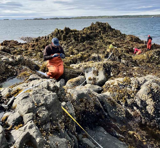 Amalik 2022_web Researchers monitor rocky intertidal area for mussels.