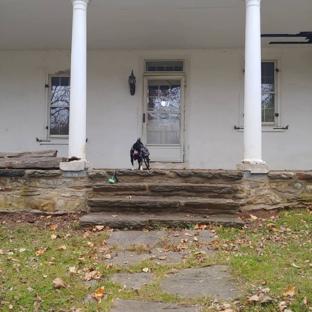 A dog stand at the top of stairs outside of a old building