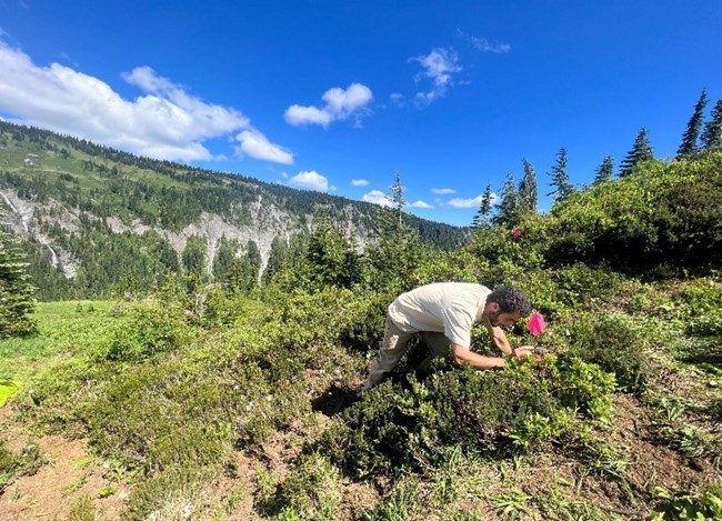 Ameen uses hand lens to magnify the herbaceous cover he was studying. An individual in alpine vegetation bending over to look at herbaceous cover