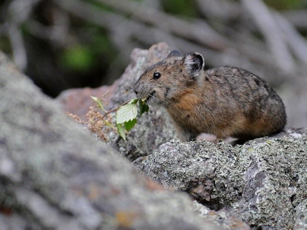 American Pika by Sally King Small mammal with vegetation in its mouth.