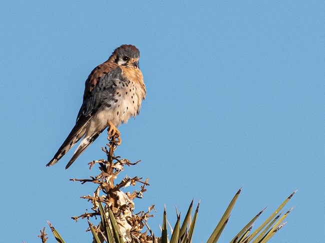 American kestrel PC: Jane Gambel A grey, white, and orange bird sits atop a Joshua tree