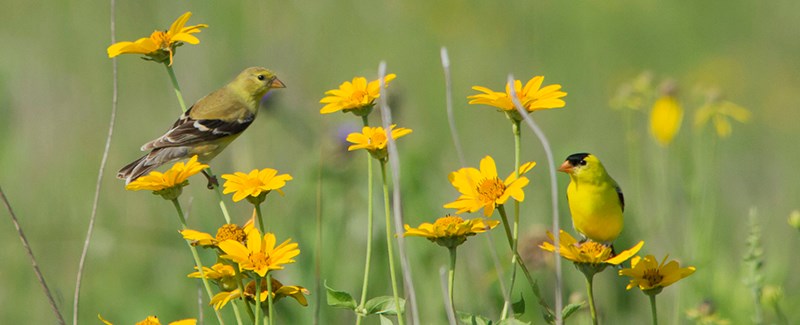 Two small birds perched on yellow prairie flowers. One bird is light yellow all over with gray and white wings and tail and the other bird is bright yellow with a black cap and black and white wings.
