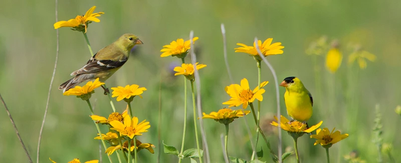 American Goldfinches Two small birds perched on yellow prairie flowers. One bird is light yellow all over with gray and white wings and tail and the other bird is bright yellow with a black cap and black and white wings.