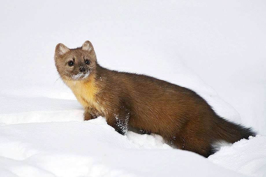 Small brown mammal with yellow on throat and pointed ears in the snow