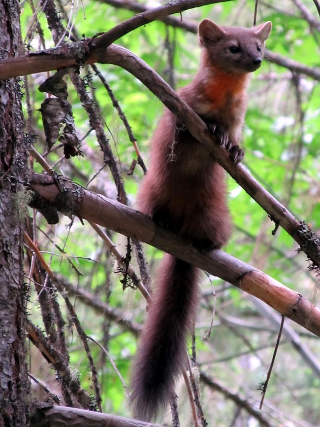 Small brown mammal with pointed ears in a tree