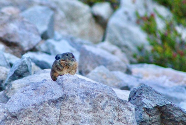 A small, fury mammal the size of a baby rabbit peers out from a mountainside field of rocks.