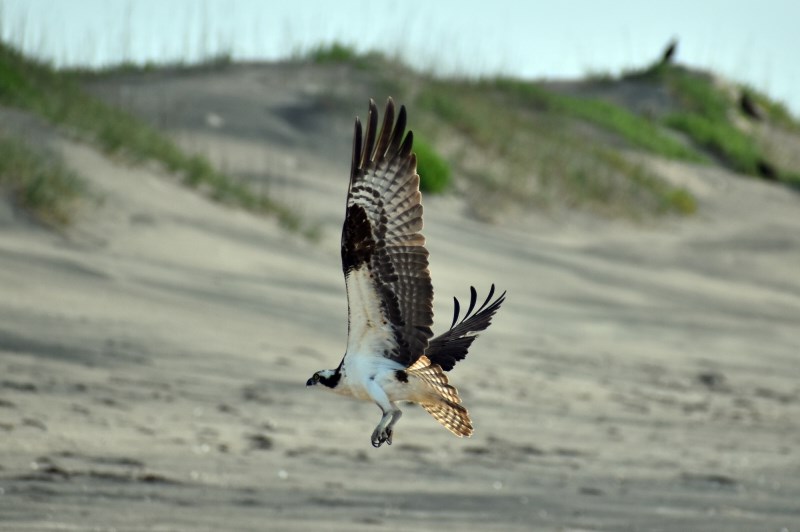 An osprey takes flight in the off-road vehicle ramp 23 area. An osprey soars over the beach.