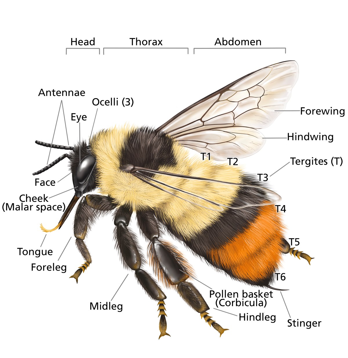 illustration of a bee with labels indicating its head, thorax, and abdomen, as well as sub units within that