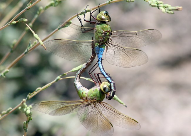 Two mating dragonflies, joined by upper bodies to tips of abdomens.