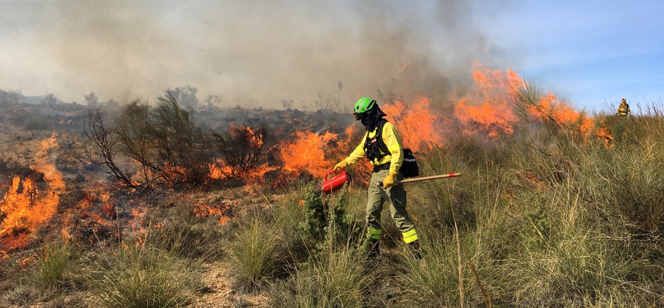 A wildland firefighter walks in short shrub vegetation lighting it from a drip torch. Burned vegetation is in the background and flames run behind the firefighter.