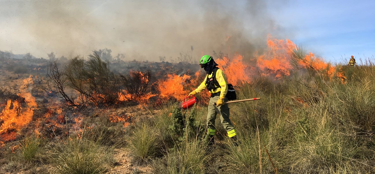 Spanish Fire Practitioner conducting ignitions on the Alcóntar Burn Unit in Andalucía Spain. A wildland firefighter walks in short shrub vegetation lighting it from a drip torch. Burned vegetation is in the background and flames run behind the firefighter.