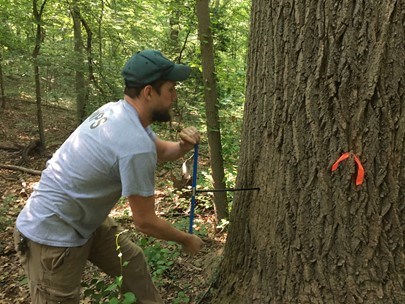 A man uses an incremental borer tool to extract a tree core sample in a forest.