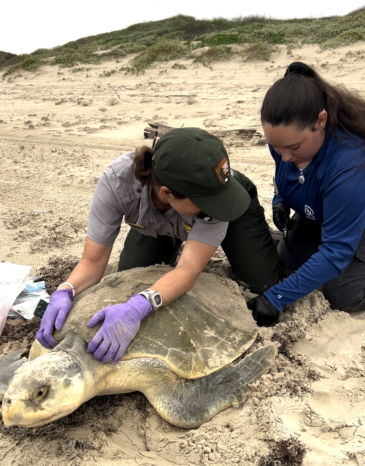 Anna Tripp and SCA Kemps Ridley Padre Island data collection.