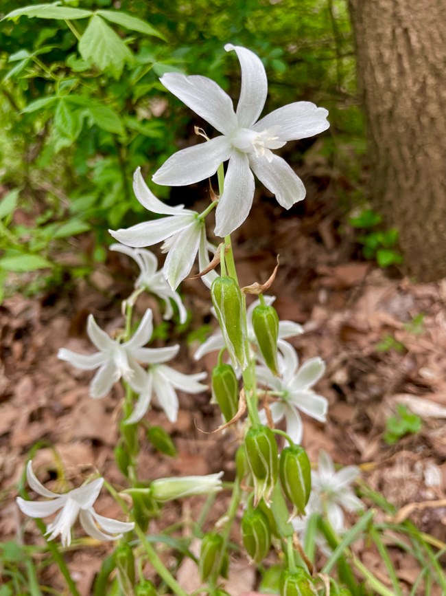A closeup of a white flower.