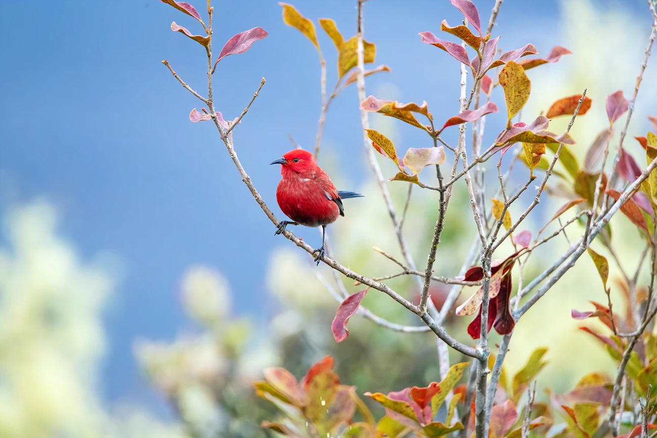 ‘Apapane Small, bright red bird with black wings, beak, and legs perched on a narrow branch towards the top of a shrub, against a clear blue sky.