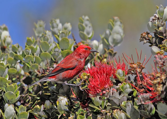 A red and black forest bird sits on red and green vegetation