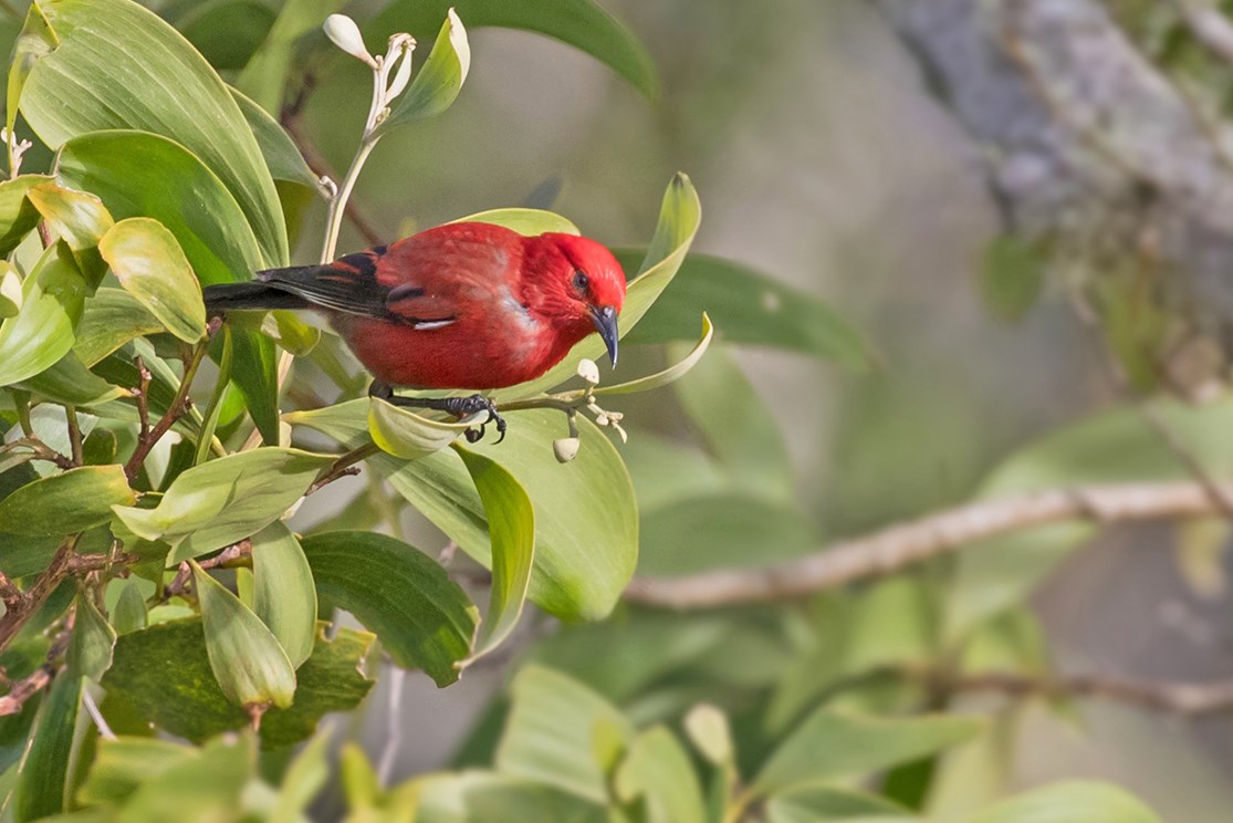 ‘Apapane Bright red bird with black wings, beak, and legs, looking like it's about to take off from the end of a narrow, leafy branch.