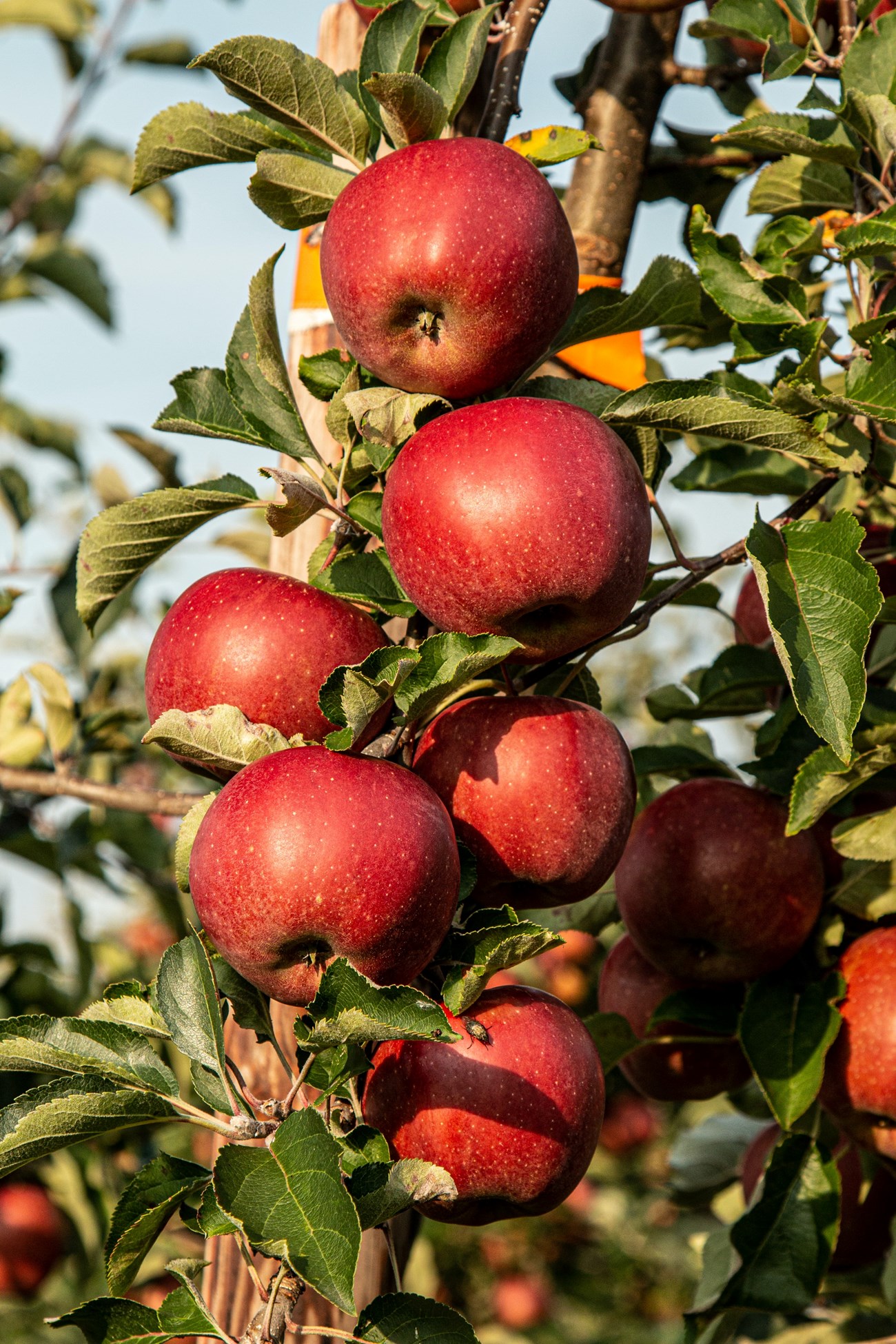 Marek Studzinski seven apples hanging on the vine of a green tree.