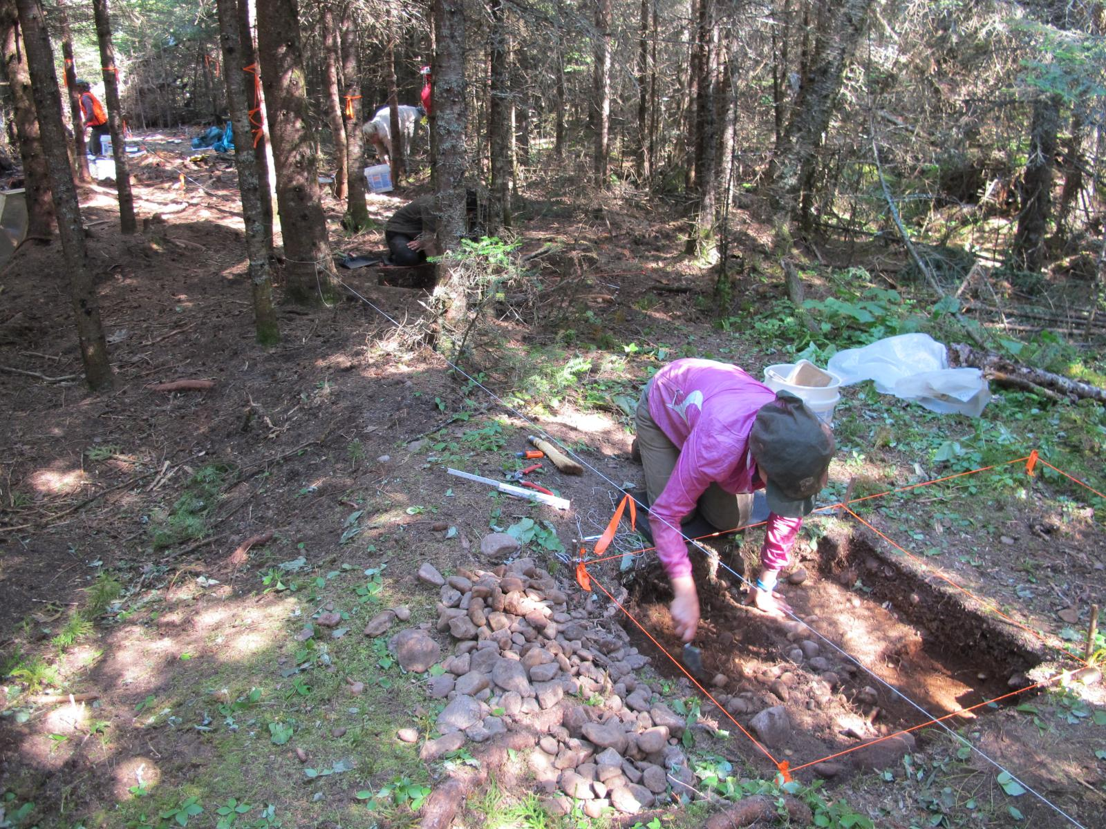 An archaeologist carefully excavating a site in an opening within a coniferous forest.