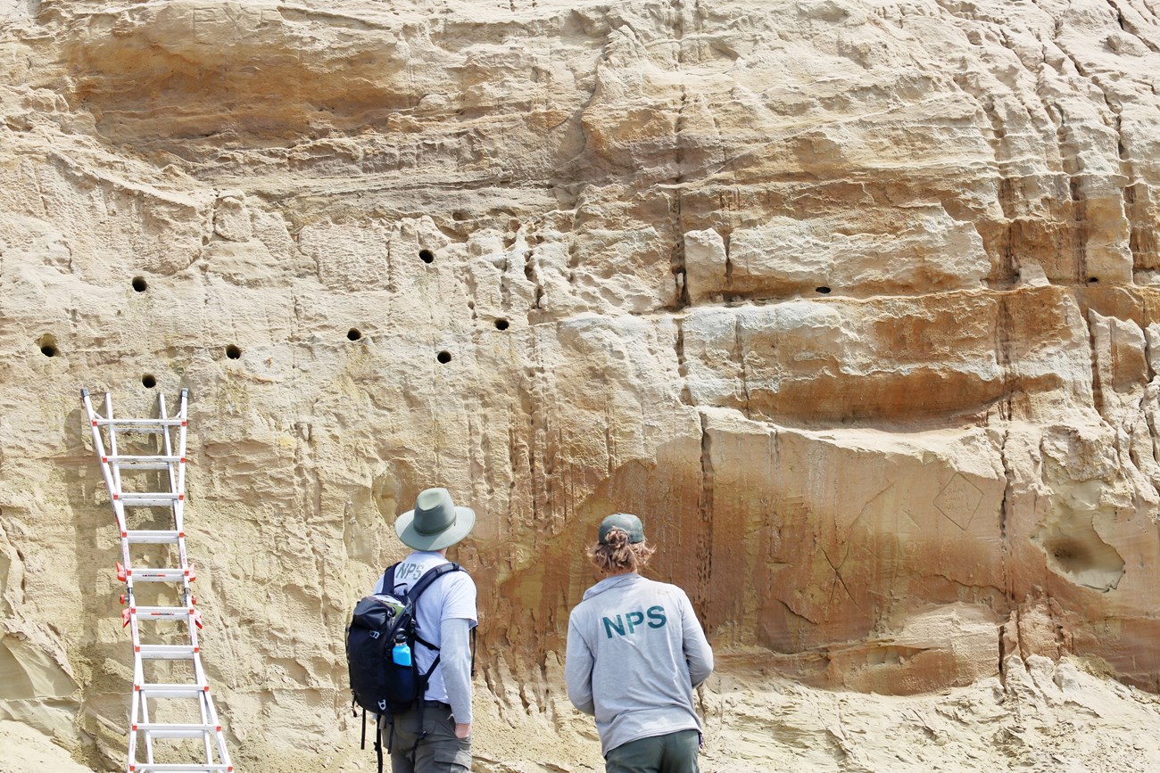 Burrow drilling experiment site Two people with NPS t-shirts and green pants stand facing a section of sandstone cliff with a ladder leaning up against it and eight neatly drilled holes in the wall above.