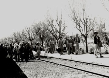 Arriving Braceros Historic image. Group of 30 men most wearing tall hats, vests, and pants walk along a railroad track carrying bags.