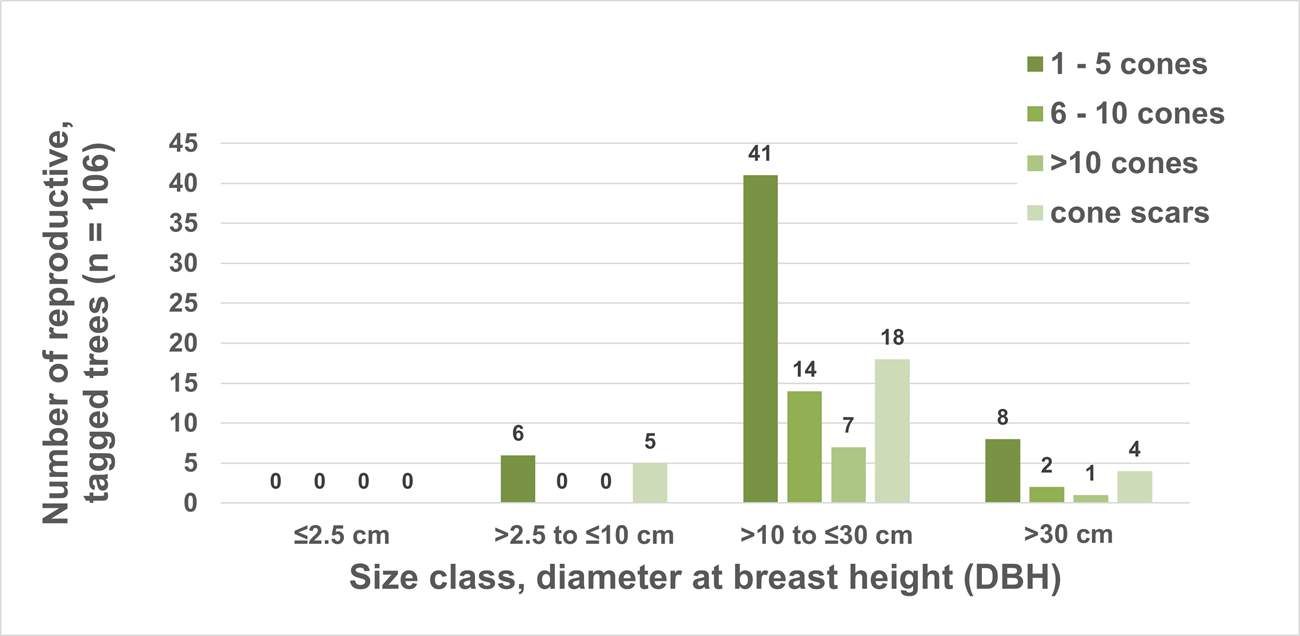 Reproducing whitebark pine trees by size class. Graph of cone-producing whitebark pine trees by size class, showing the majority in the 10-30 cm dbh size class.