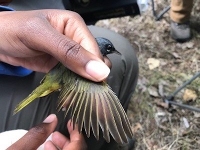 A hand holds a bird and spreads out the feathers of one wing.