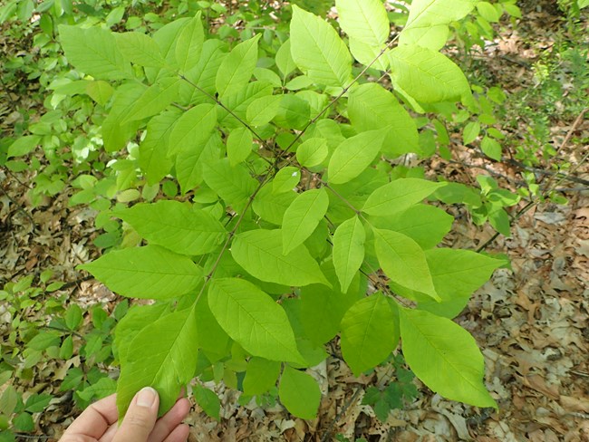 looking down at an ash tree seedling, fingers hold a leaflet on the opposite branching young tree