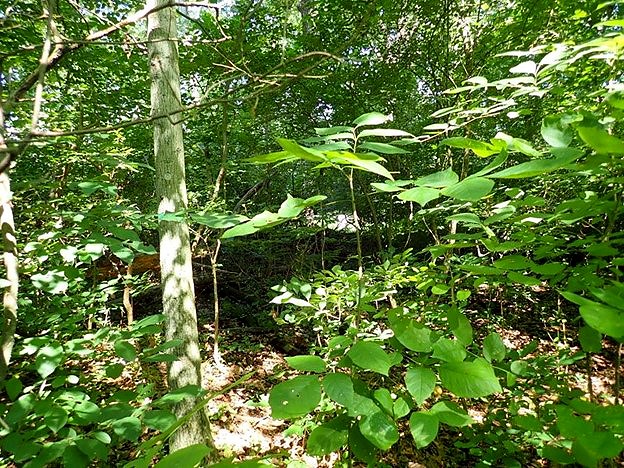 a forest with healthy green vegetation