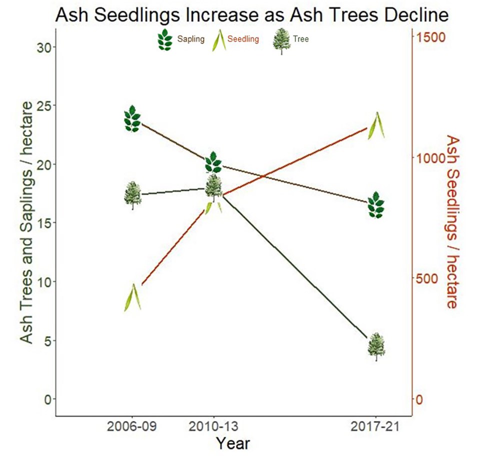 Ash Seedlings Increase as Ash Trees Decline