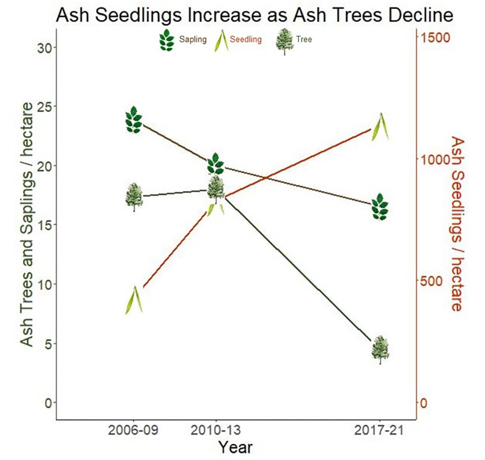 Ash Seedlings Increase as Ash Trees Decline Ash Seedlings Increase as Ash Trees Decline