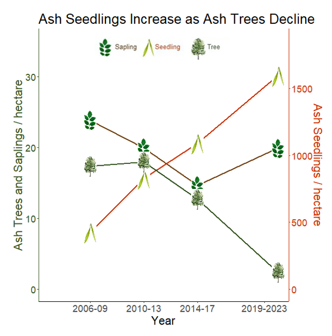 The line graph shows three trend lines of ash seedlings, sapling, and adult tree density. Further explanation is given in the narrative description.