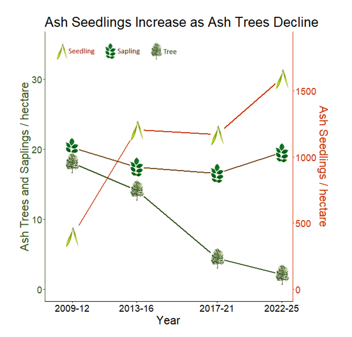 A line graph showing densities of ash trees, saplings, and seedlings since 2009. Ash trees declined to near zero, ash seedlings increased to over 1500 per hectare, and ash saplings remain steady around 20 per hectare.